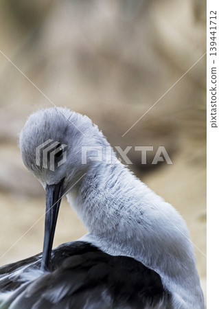 Vertical of an American Avocet, Recurvirostra americana, preening Vertical of an American Avocet, Recurvirostra americana, preening 139441712