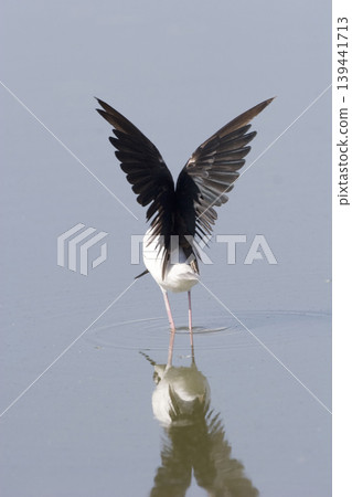 Black-necked Stilt, Himantopus mexicanus, with wings spread Black-necked Stilt, Himantopus mexicanus, with wings spread 139441713