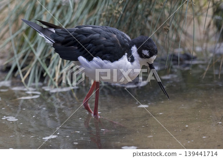 Black-necked Stilt, Himantopus mexicanus, feeding in wetlands Black-necked Stilt, Himantopus mexicanus, feeding in wetlands 139441714
