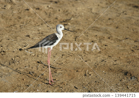 Black-winged Stilt, Himantopus himantopus, relaxing on the shore Black-winged Stilt, Himantopus himantopus, relaxing on the shore 139441715