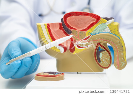 Male reproductive system, Asian doctor holding human anatomy model. Male reproductive system, Asian doctor holding human anatomy model. 139441721