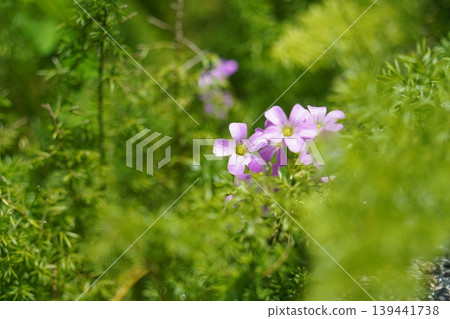 花 139441738