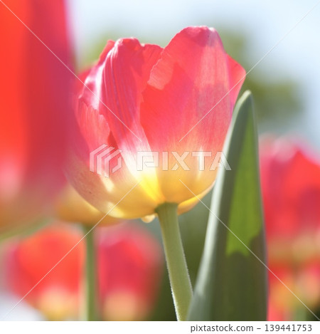 Soft and lovely red tulips – a spring scene. Soft and lovely red tulips – a spring scene. 139441753