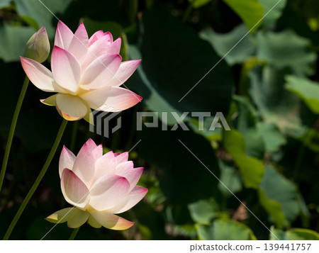 Beautiful lotus flower, Beautiful lotus flower, 139441757
