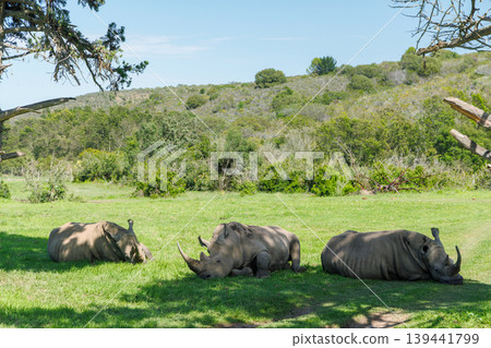 Rhinos resting in shade in South Africa Rhinos resting in shade in South Africa 139441799