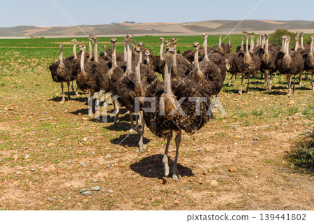 Ostrich group on field in South Africa 139441802