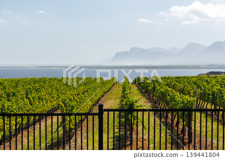 Sunlit vineyard rows Sunlit vineyard rows 139441804