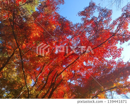 The vibrant autumn leaves you can see when you look up around Lake Miyazawa The vibrant autumn leaves you can see when you look up around Lake Miyazawa 139441871