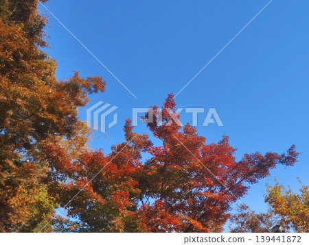 Autumn foliage around Lake Miyazawa, beautiful against the blue sky. Autumn foliage around Lake Miyazawa, beautiful against the blue sky. 139441872