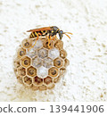A paper wasp nest and a parent wasp watching over it. 139441906