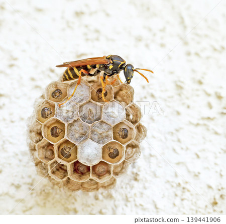 A paper wasp nest and a parent wasp watching over it. 139441906