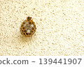 A paper wasp nest and a parent wasp watching over it. 139441907