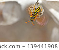 A paper wasp nest and a parent wasp watching over it. 139441908