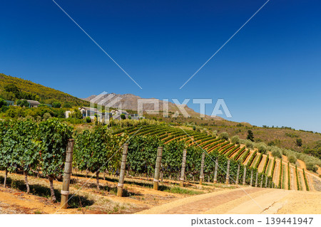Sunlit vineyard rows Sunlit vineyard rows 139441947
