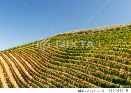 Sunlit vineyard rows in South Africa Sunlit vineyard rows in South Africa 139441949