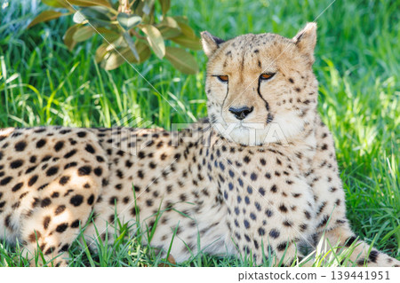 Cheetah resting in grass in South Africa Cheetah resting in grass in South Africa 139441951
