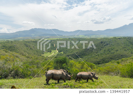 Rhinoceros group on safari in South Africa 139441957