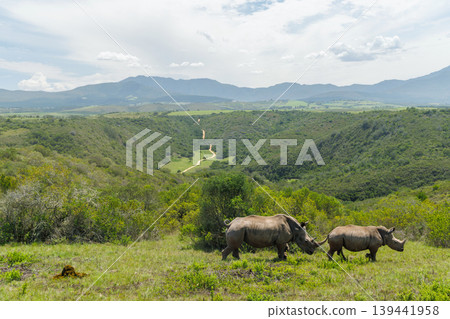 Rhinoceros group on safari in South Africa Rhinoceros group on safari in South Africa 139441958