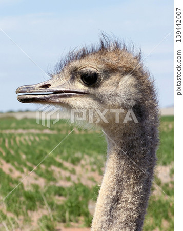 Ostrich head close up in South Africa 139442007