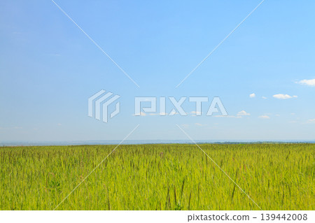 Sunny summer landscape with green field Sunny summer landscape with green field 139442008