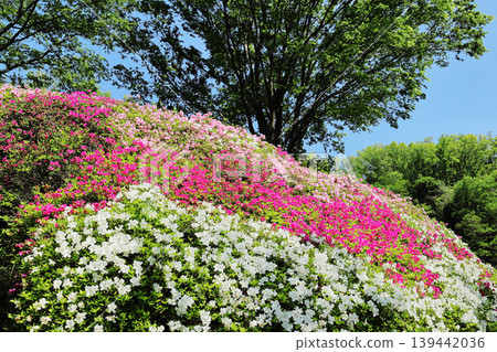 杜鵑花園 139442036