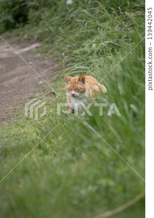 A tabby cat is seen standing in the grass near the coast of the Miura Peninsula. A tabby cat is seen standing in the grass near the coast of the Miura Peninsula. 139442045