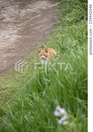 A tabby cat is seen standing in the grass near the coast of the Miura Peninsula. 139442046