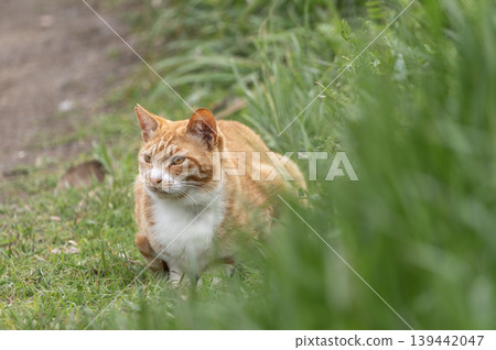 A tabby cat is seen standing in the grass near the coast of the Miura Peninsula. 139442047