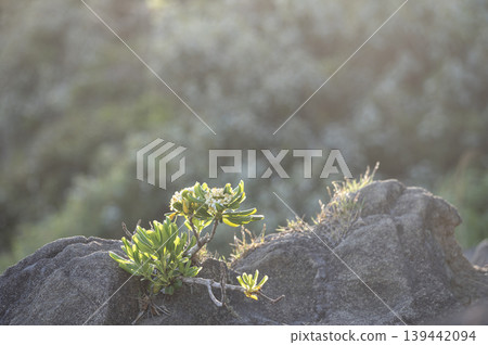 White flowers blooming on the rocky shores of Jogashima Island in Miura City, against the backdrop of a sunset. White flowers blooming on the rocky shores of Jogashima Island in Miura City, against the backdrop of a sunset. 139442094