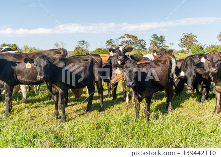 Large herd of cows on green pasture 139442110