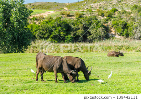 Buffalo herd on safari in South Africa Buffalo herd on safari in South Africa 139442111