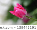 Pink tulips on a rainy day 139442191