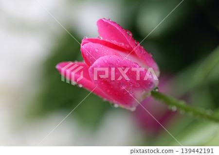雨天的粉紅鬱金香 139442191