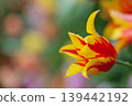 Yellow and red lily-flowered tulips on a rainy day 139442192
