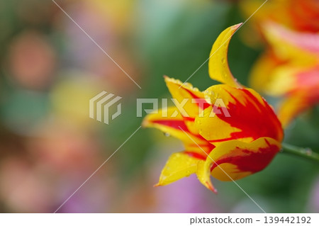 雨天裡的黃色和紅色百合花鬱金香 雨天裡的黃色和紅色百合花鬱金香 139442192