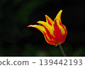 Yellow and red lily-flowered tulips on a rainy day 139442193