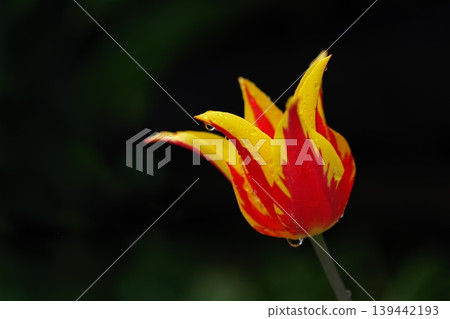 雨天裡的黃色和紅色百合花鬱金香 雨天裡的黃色和紅色百合花鬱金香 139442193