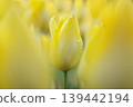 Yellow tulip on rainy day 139442194