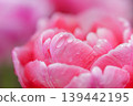 Peony-flowered tulip petals on a rainy day 139442195