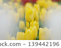 Yellow tulip after the rain 139442196