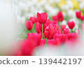 The red tulip after the rain 139442197
