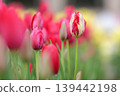 Red and white mottled tulips 139442198