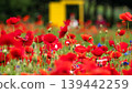 紅罌粟花 139442259