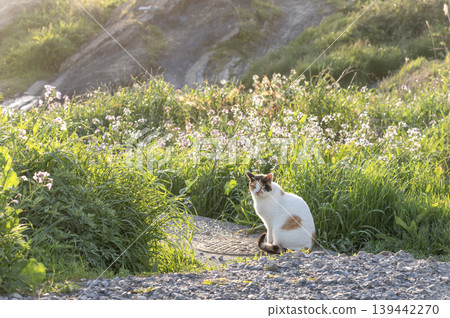 A stray cat relaxing in the grass on Jogashima Island in Miura City. A stray cat relaxing in the grass on Jogashima Island in Miura City. 139442270