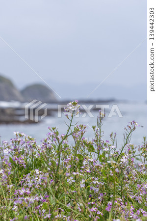 The seascape of wild radish flowers blooming in clusters along the spring coast of the Miura Peninsula. The seascape of wild radish flowers blooming in clusters along the spring coast of the Miura Peninsula. 139442303