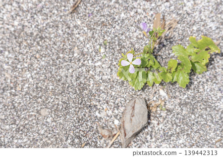 Sea radish flowers blooming on the sandy beaches of the Miura Peninsula Sea radish flowers blooming on the sandy beaches of the Miura Peninsula 139442313