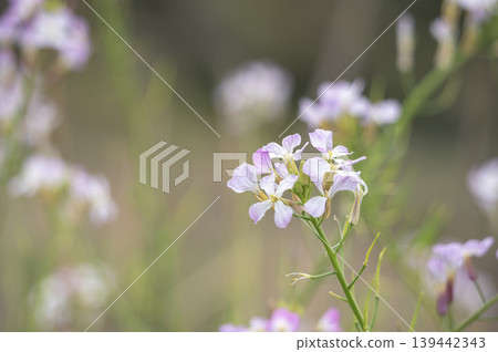 Sea radish flowers blooming along the spring coast of the Miura Peninsula Sea radish flowers blooming along the spring coast of the Miura Peninsula 139442343