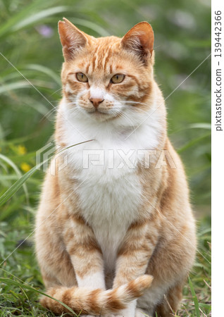 A tabby cat is seen standing in the grass near the coast of the Miura Peninsula. A tabby cat is seen standing in the grass near the coast of the Miura Peninsula. 139442366