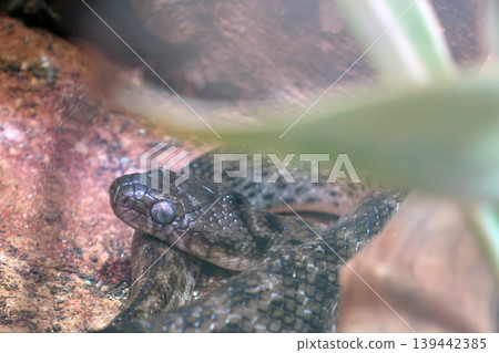 Wildlife Closeup: Coiled Snake in Natural Habitat for Nature and Wildlife Enthusiasts 139442385