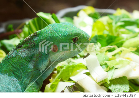 Green Iguana Enjoying Fresh Vegetables - Nature and Wildlife Photography Green Iguana Enjoying Fresh Vegetables - Nature and Wildlife Photography 139442387